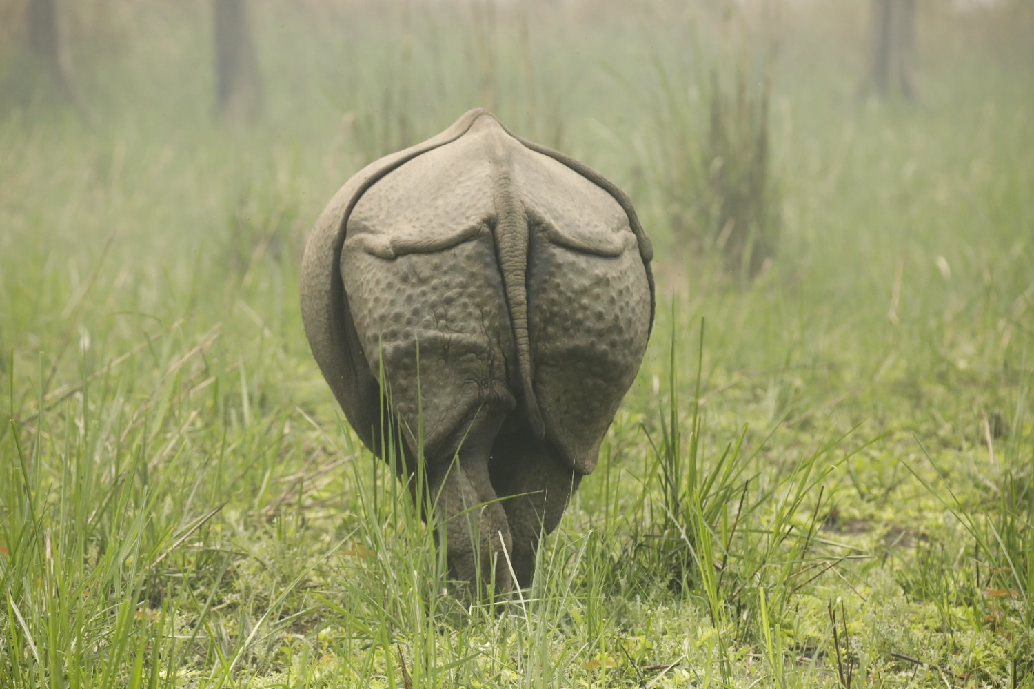 Chitwan Through the Year: A Loose Guide to What's Out There and When